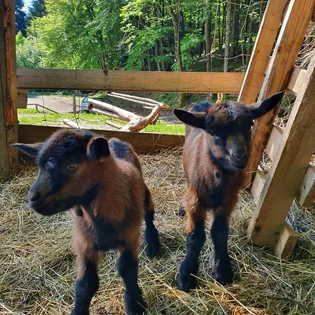 Bed & Breakfast Koca Na Talezu Ribno