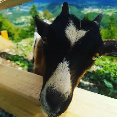 Koca Na Talezu Bed & Breakfast