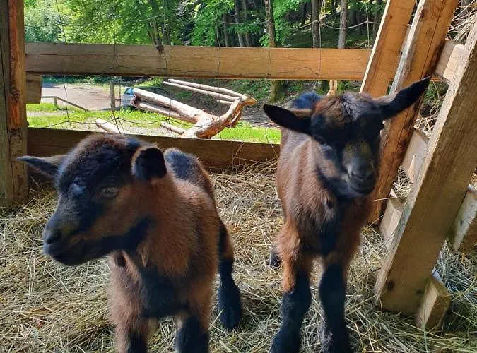 לינה וארוחת בוקר Koca Na Talezu Ribno