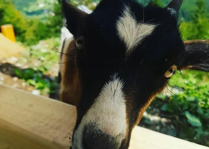 Koca Na Talezu לינה וארוחת בוקר
